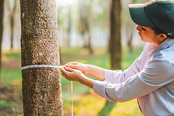 GeWoBau Wächtersbach - Baumgutachten